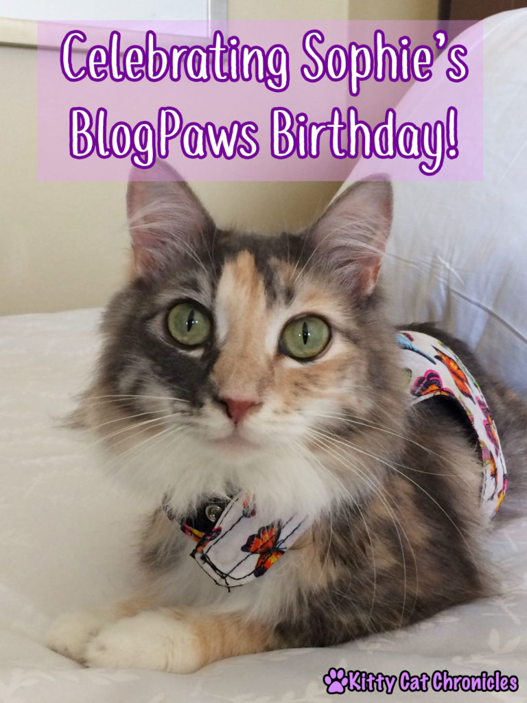 Celebrating Sophie's BlogPaws Birthday