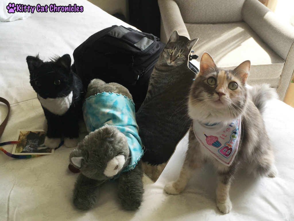 Celebrating Sophie's BlogPaws Birthday - plush and flat guests