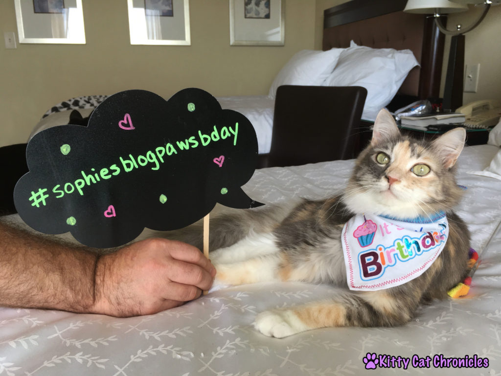 Celebrating Sophie's BlogPaws Birthday