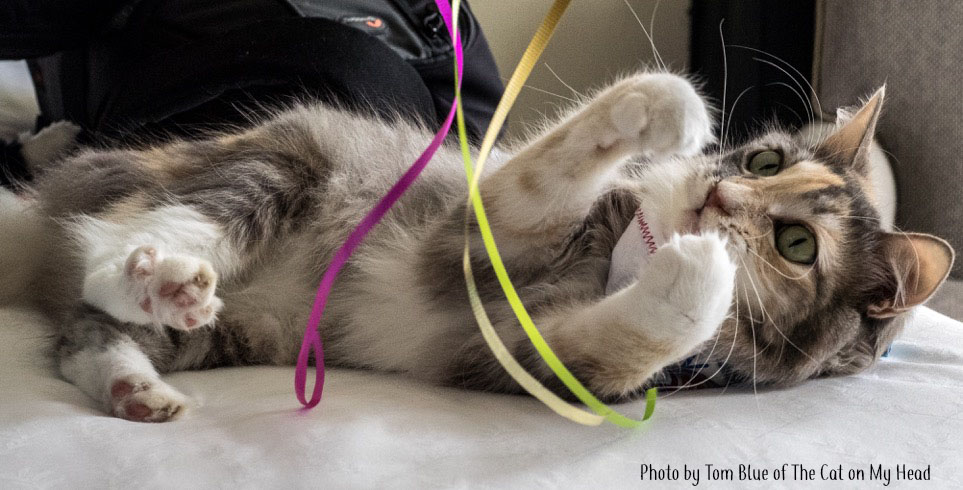 Sophie's BlogPaws Birthday: Testing out Wand Toys