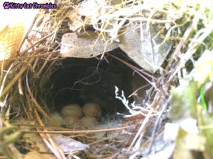 We're on Baby Bird Watch: bird's nest with eggs