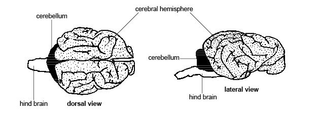 Diagram of a Cat Brain