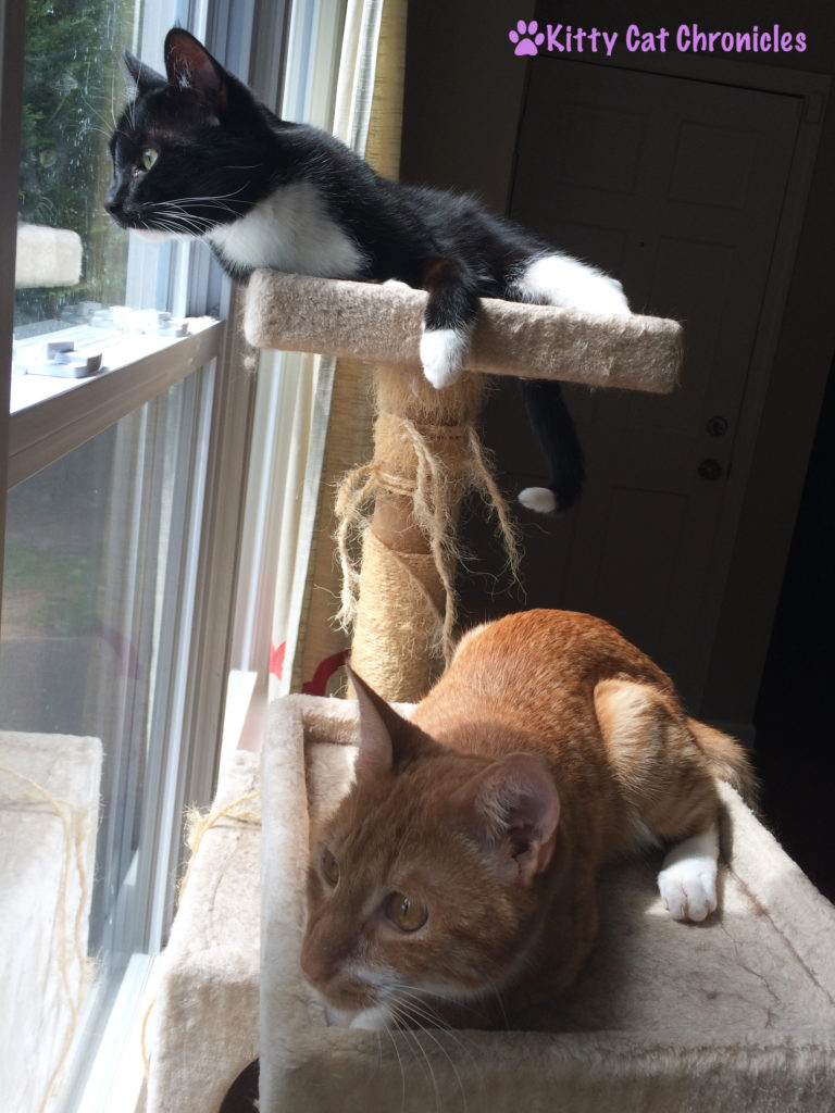 Radagast and Sampson on the Cat Tree