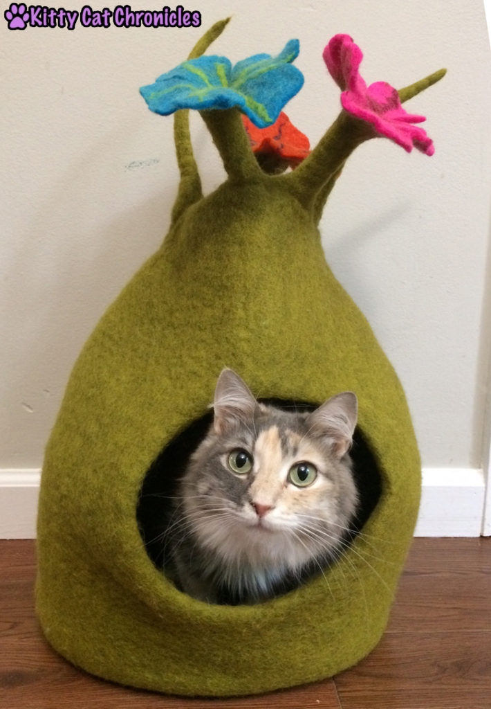 The Ongoing Battle for Sophie's Karma Cat Cave - Sophie is Victorious!