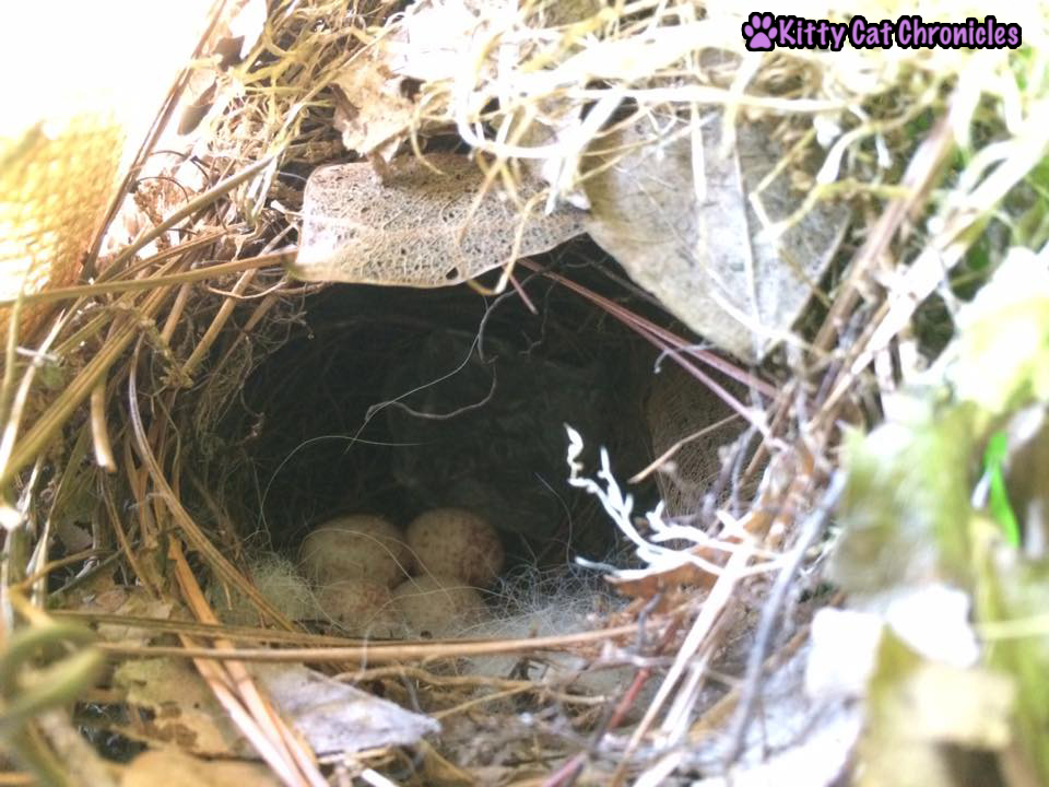 The Carolina Wrens have Finally Fledged - carolina wren nest and eggs