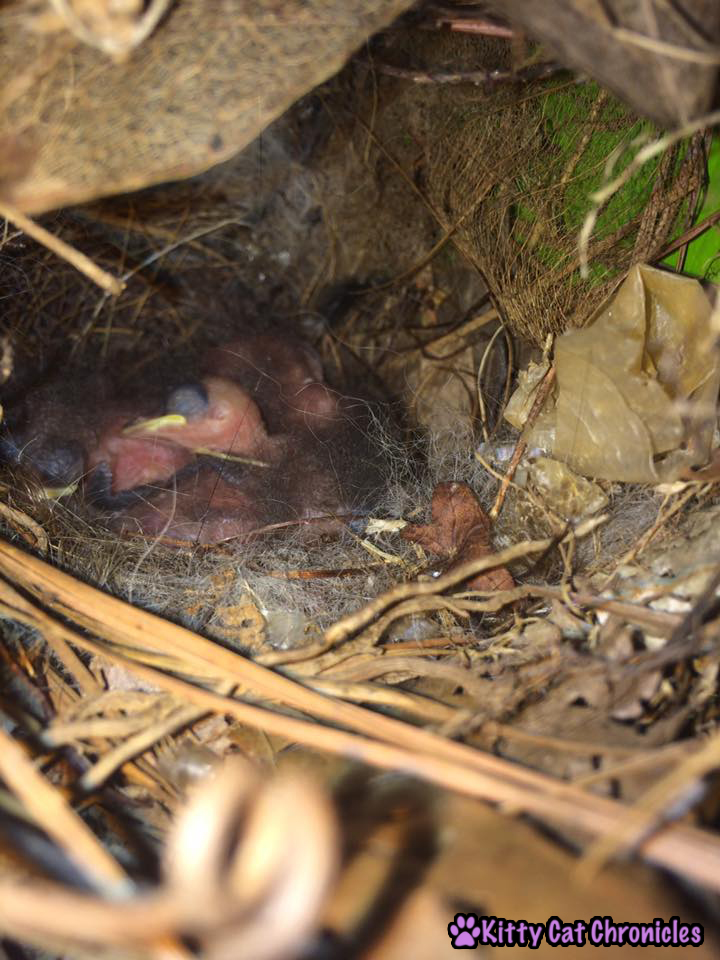 The Carolina Wrens have Finally Fledged - baby birds carolina wrens