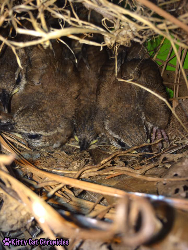 The Carolina Wrens have Finally Fledged - baby birds in nest