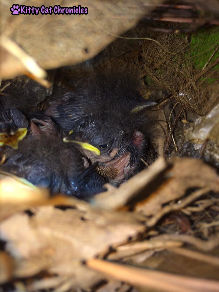 The Carolina Wrens have Finally Fledged - carolina wrens, baby birds