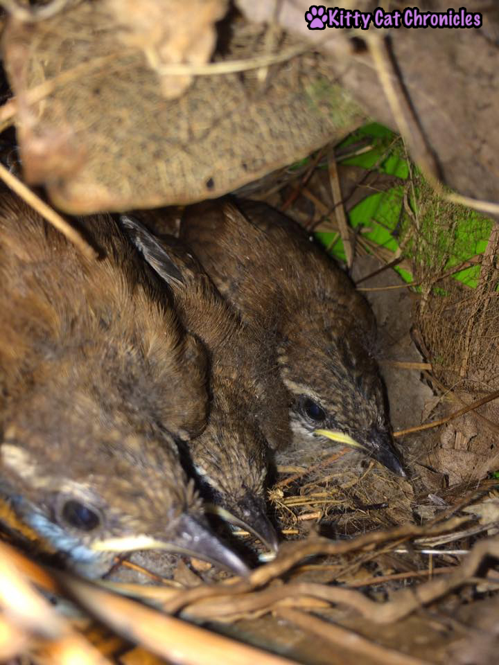 The Carolina Wrens have Finally Fledged - baby birds