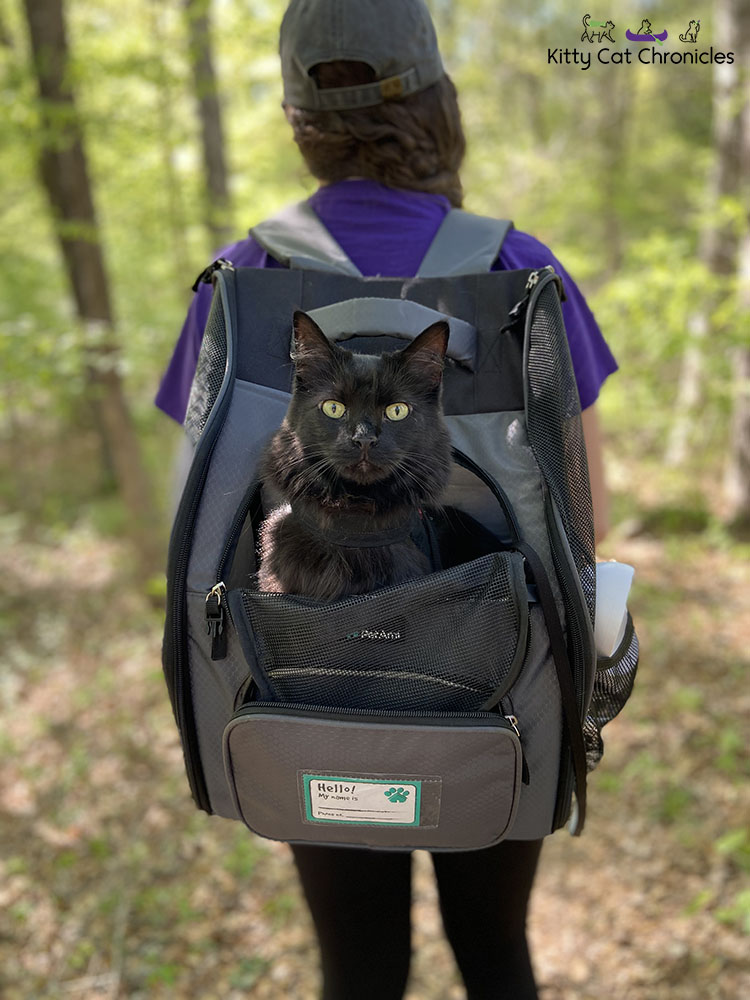 Black Cat in a Cat Backpack Carrier 