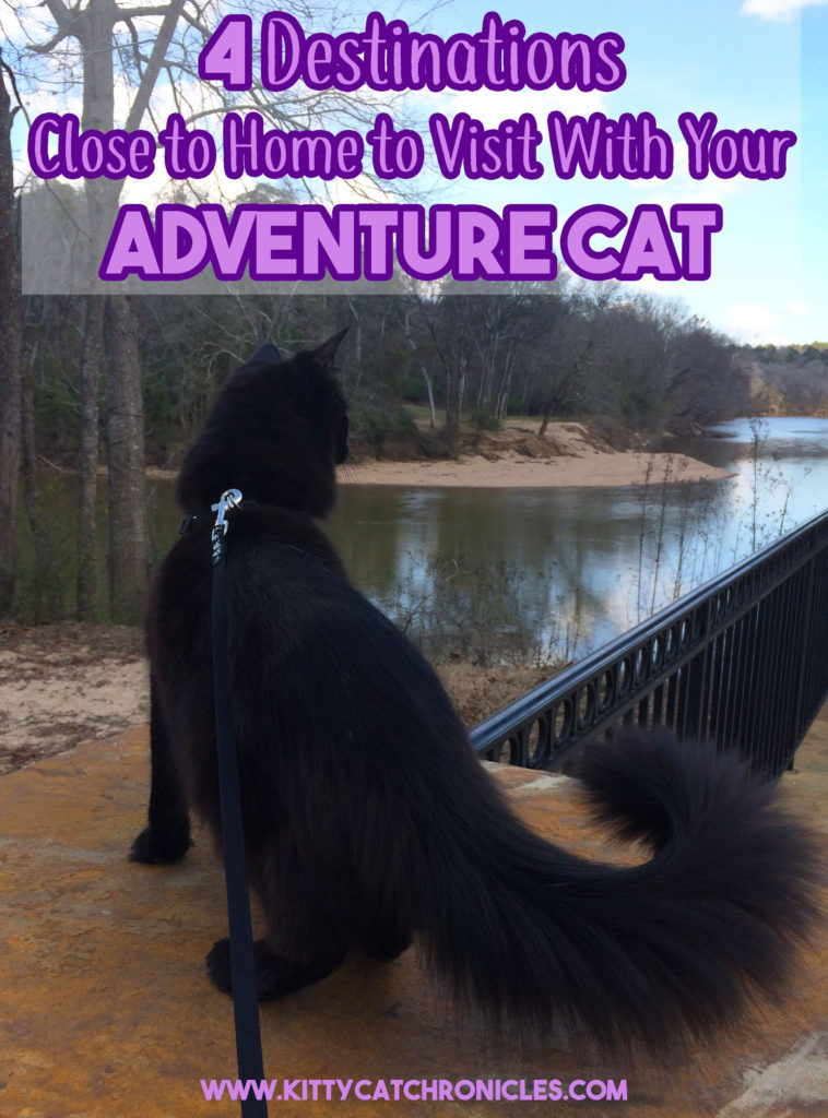 4 Destinations Close to Home to Visit With Your Adventure Cat