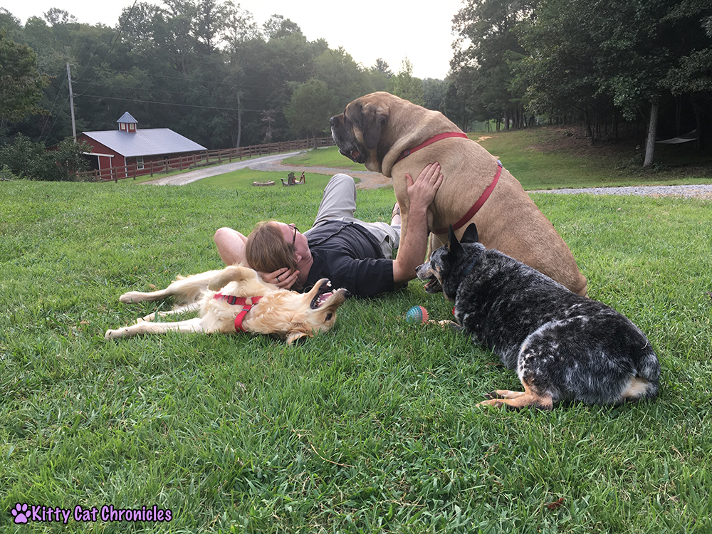 Our Stay at Horse Creek Stable Bed & Breakfast of Blue Ridge, GA - The View + Dogs