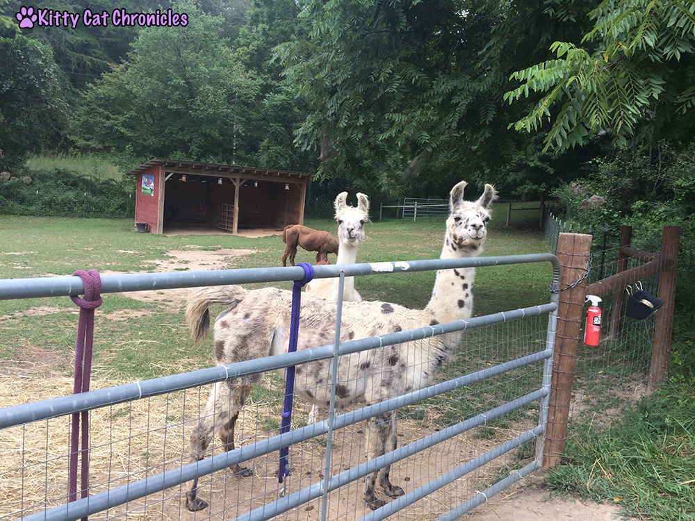 Our Stay at Horse Creek Stable Bed & Breakfast of Blue Ridge, GA - Llamas