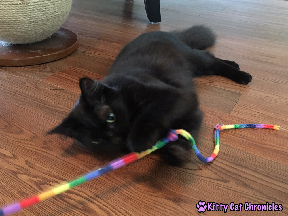 Adventure Cat Travel Guide: Everything You Need! - Cat Toy