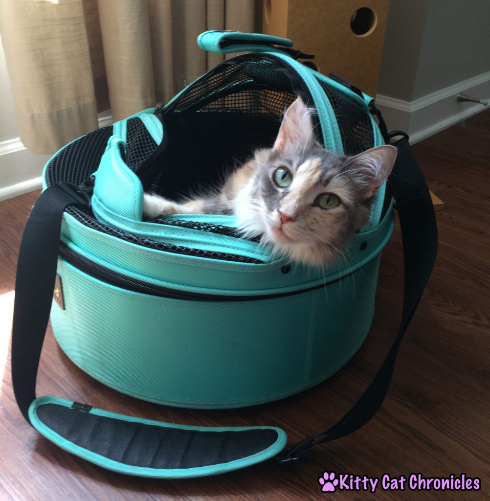 Adventure Cat Travel Guide: Everything You Need! - Sleepypod