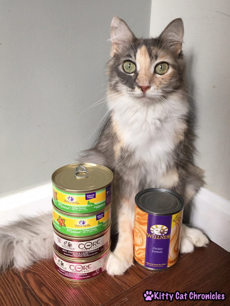 Adventure Cat Travel Guide: Everything You Need! - Wellness Cat Food