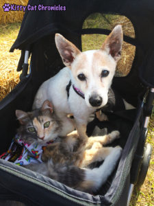 The KCC Adventure Team Celebrates Fall at Lane Southern Orchards - Sophie and Lucy in the Stroller Together