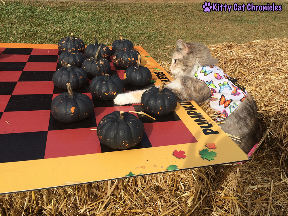 The KCC Adventure Team Continues Their Search for the Great Pumpkin at Lane Southern Orchards - Sophie playing pumpkin checkers