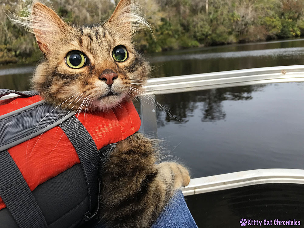 The KCC Adventure Team Tours the St. John's River - Caster, cat on boat