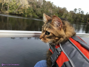 The KCC Adventure Team Tours the St. John's River - Caster, cat in life jacket