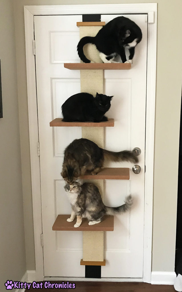 Creating a Stimulating Environment for Your Indoor Adventure Cat with Pioneer Pet - Cat Climber