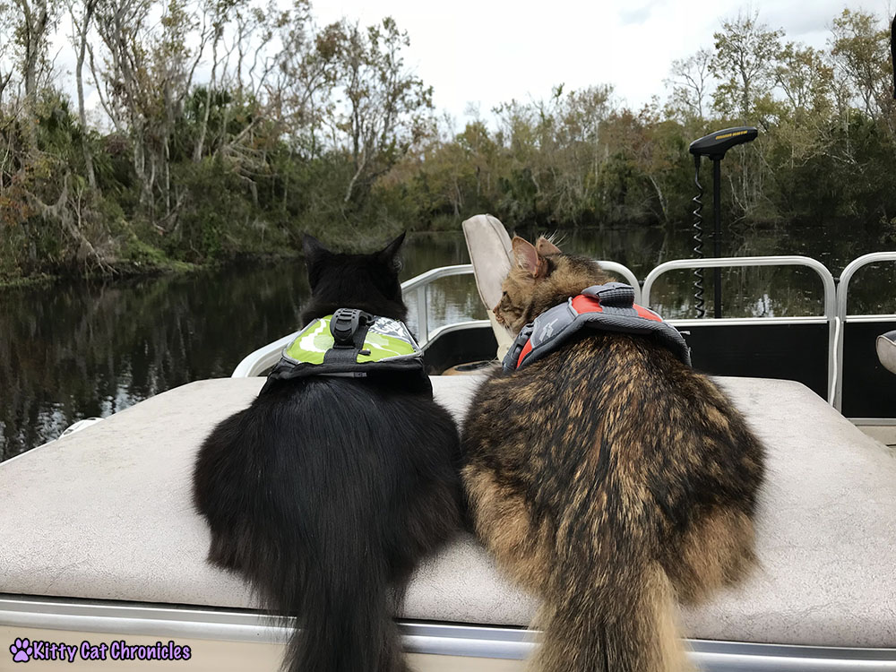 The KCC Adventure Team Tours the St. John's River - Kylo Ren and Caster, cats on a boat