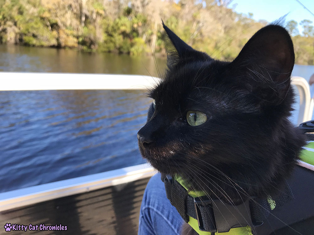 The KCC Adventure Team Tours the St. John's River - Kylo Ren, cat in life jacket
