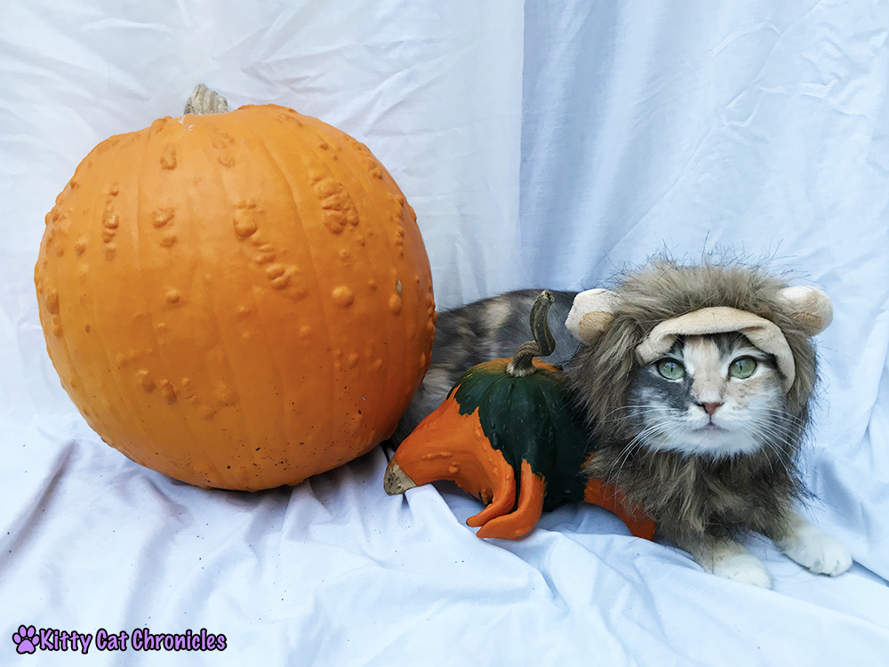 We Found The Great Pumpkin!