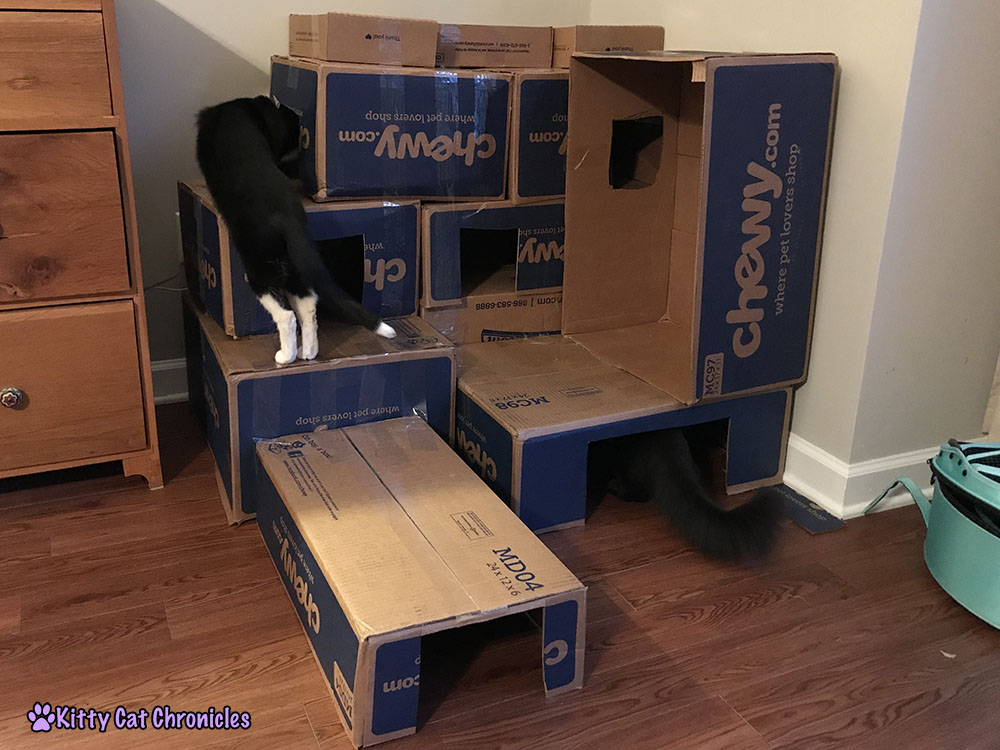 DIY Cardboard Cat Castle