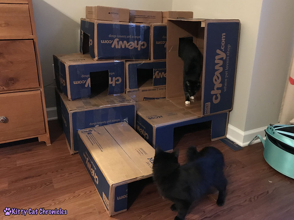 DIY Cardboard Cat Castle