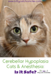 Cerebellar Hypoplasia Cats & Anesthesia: Is it Safe?