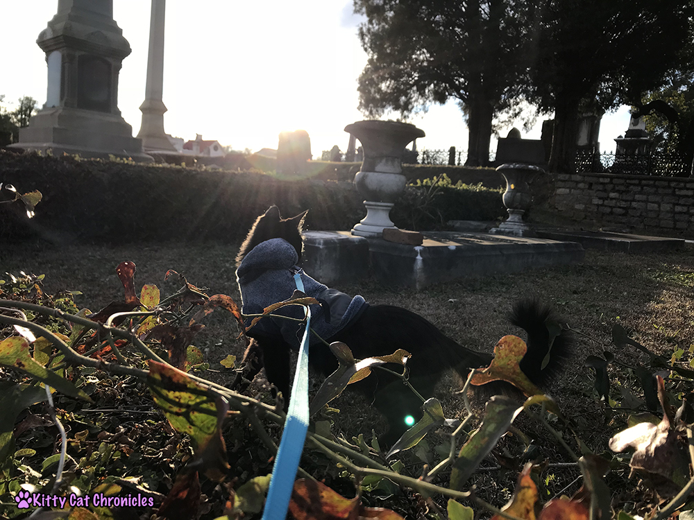 Kylo Ren Explores Rose Hill Cemetery