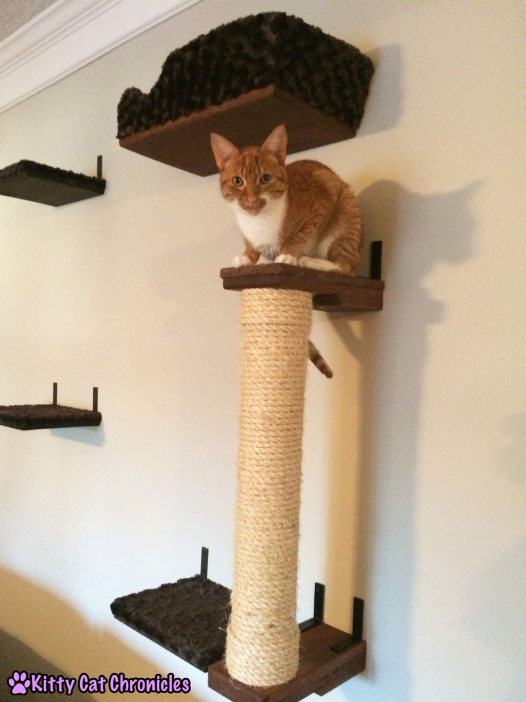 A #WobblyWednesday Update with Radagast the Orange - Raddy on the Cat Wall
