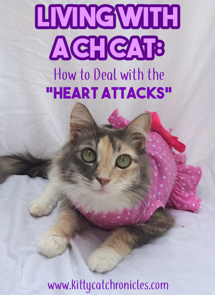 Living with a CH Cat: How to Deal with the Heart Attacks