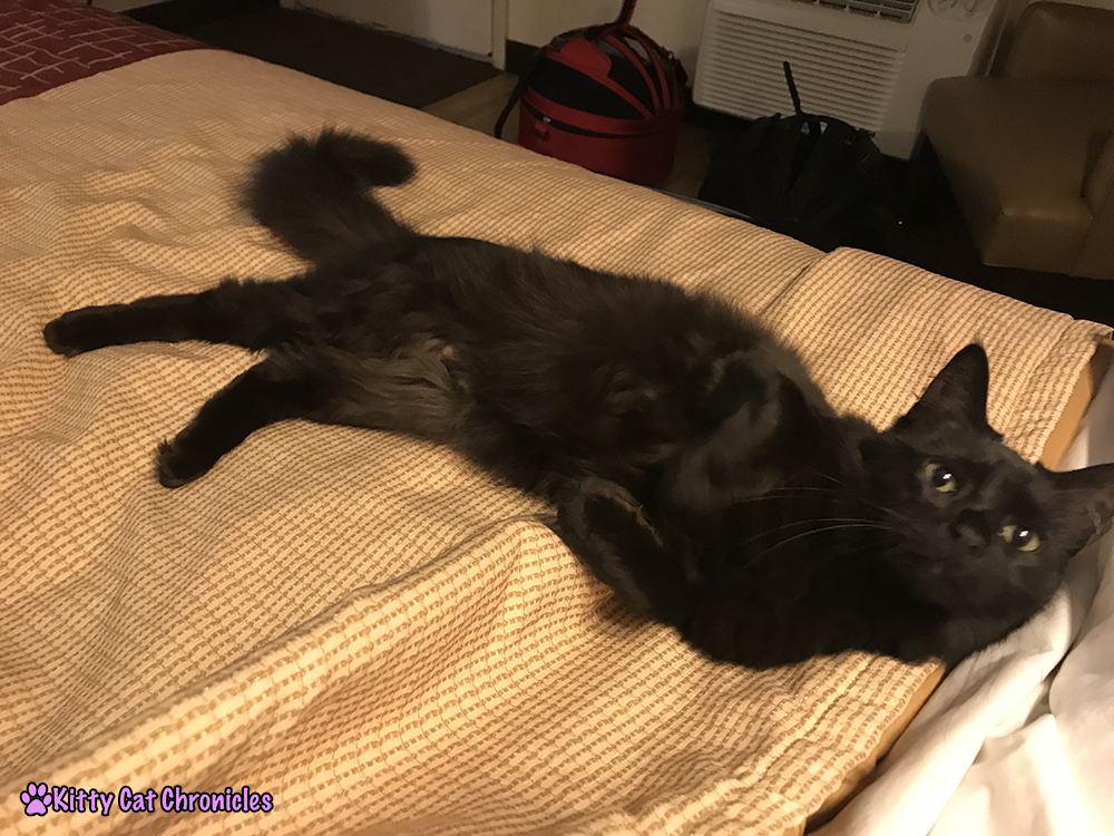 5 Reasons Red Roof Inn is Our Top Choice for Pet-Friendly Hotel Stays - Kylo Ren, Adventure Cat relaxing on the bed