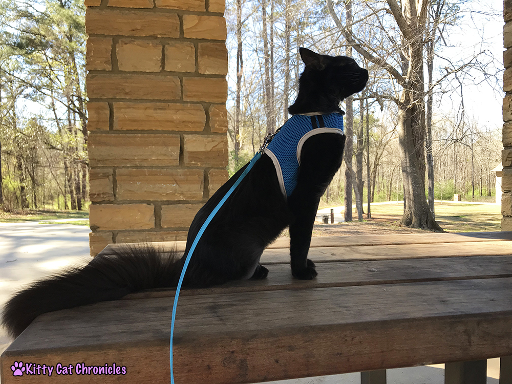 An Afternoon at Amerson River Park with the KCC Adventure Team - Kylo Ren, adventure cat