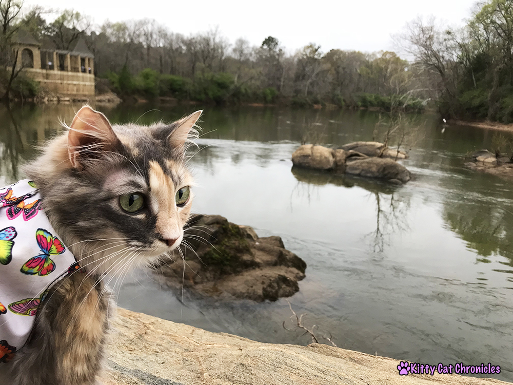 Down By the River with Sophie the CH Adventure Cat 