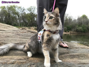 Down By the River with Sophie the CH Adventure Cat