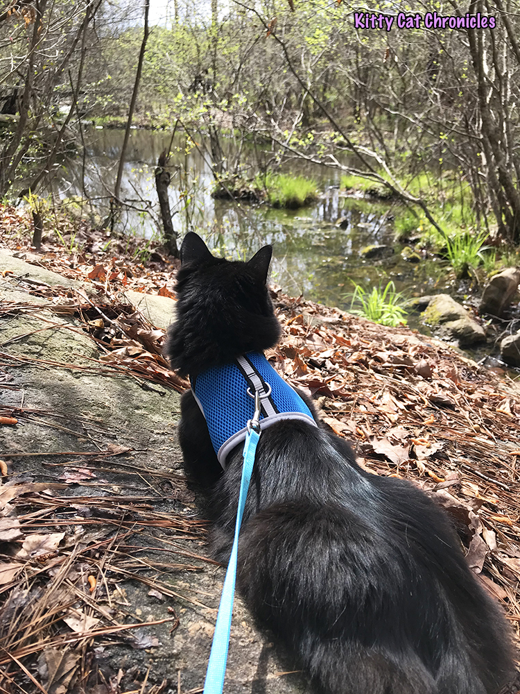Hiking with Caster and Kylo Ren at High Falls State Park