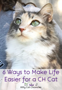 6 Ways to Make Life Easier for a CH Cat - cat with cerebellar hypoplasia