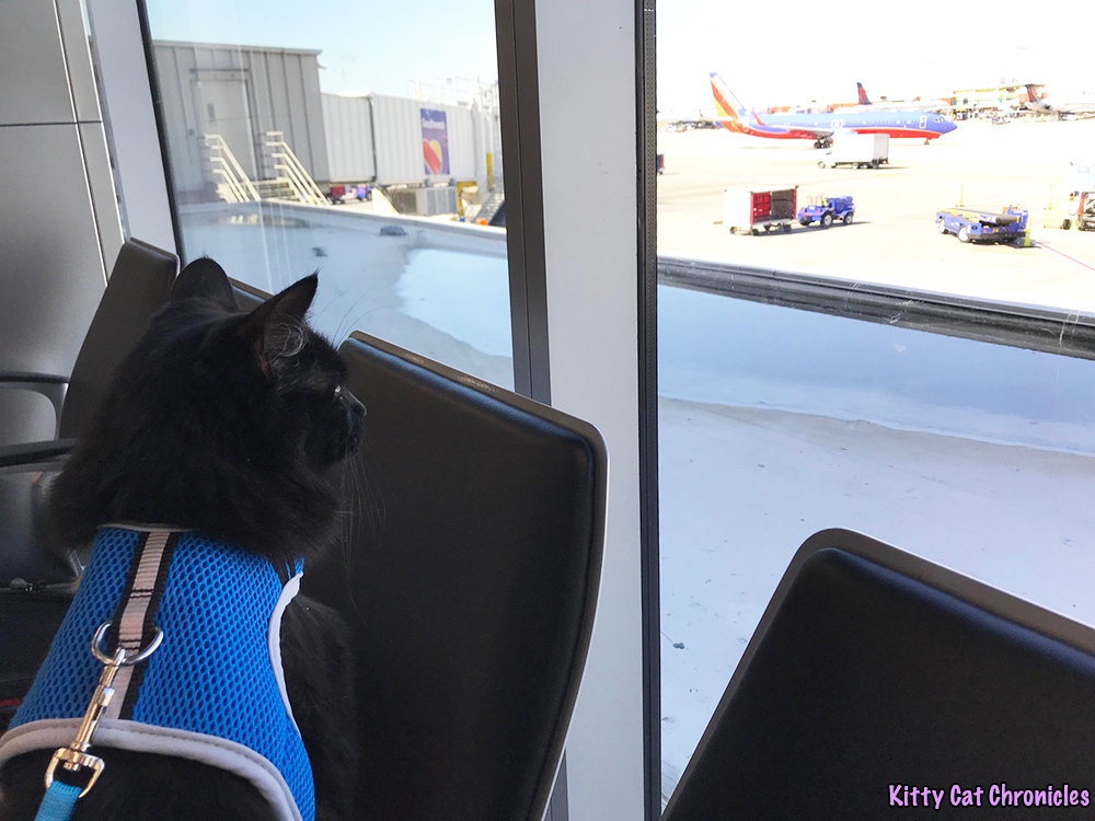 Blogpaws 2018 Recap with Kylo Ren - cat at the airport