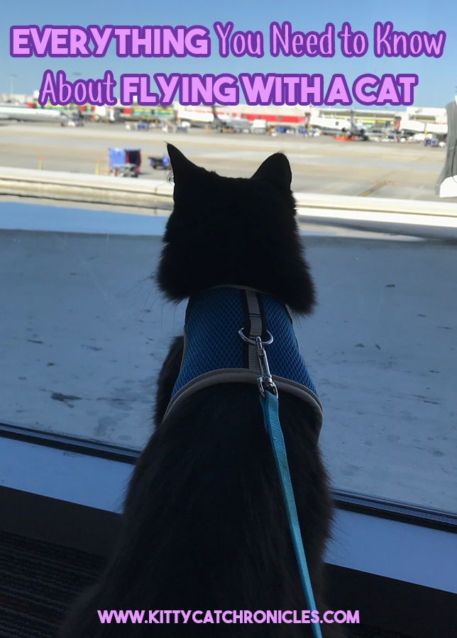 Everything You Need to Know About Flying with a Cat