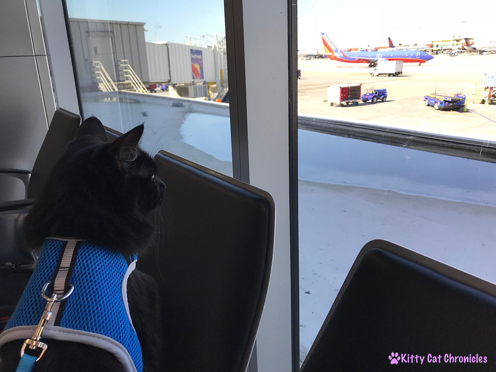Everything You Need to Know About Flying with a Cat - Kylo Ren at the airport