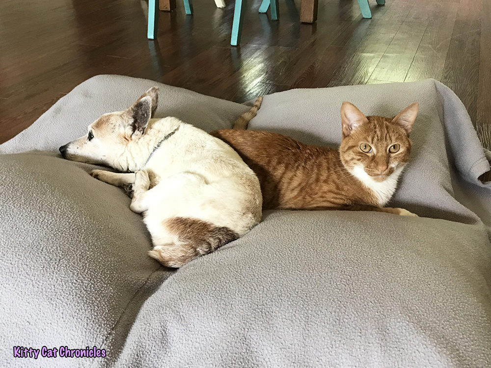 Wordless Wednesday: The Best Pet Bed in the Universe