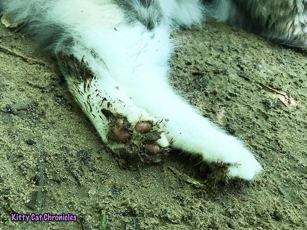 Sophie & Lucy's Birthday Adventure - muddy cat paws