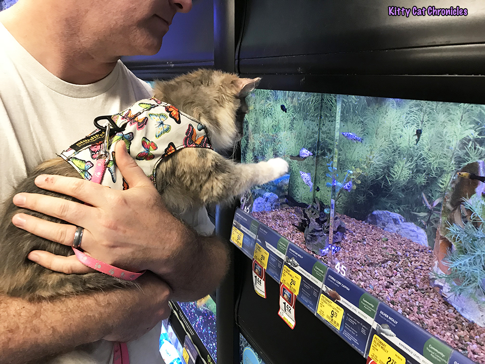 Sophie & Lucy's Birthday Adventure - cat at Petsmart watching fish