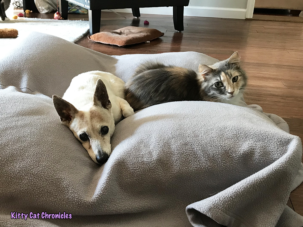 Wordless Wednesday: The Best Pet Bed in the Universe