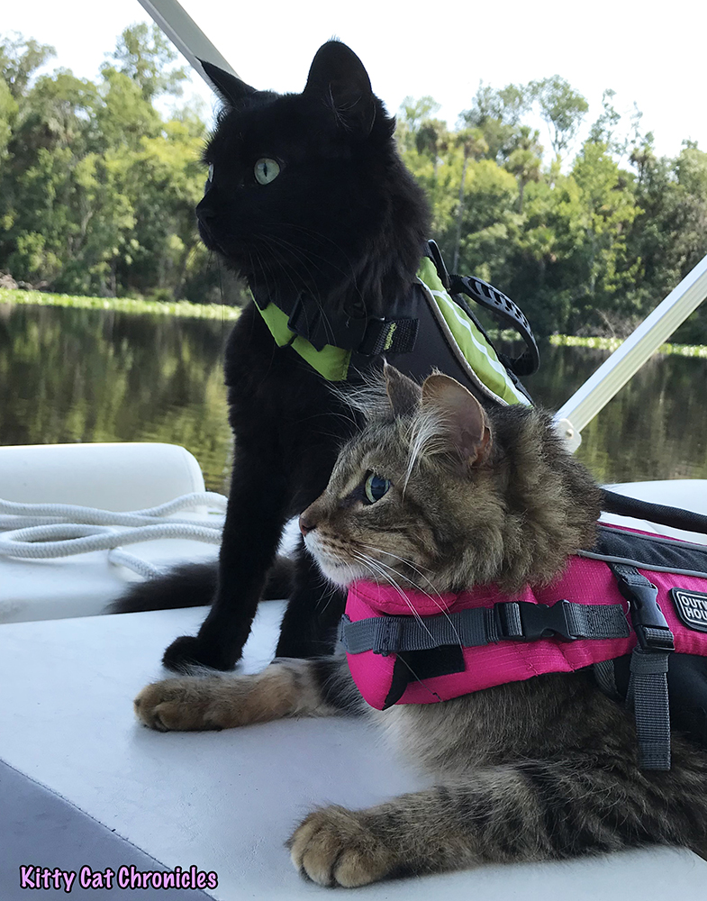 The KCC Adventure Team Tours the St. John's River & Silver Glen Springs - adventure cats on a boat