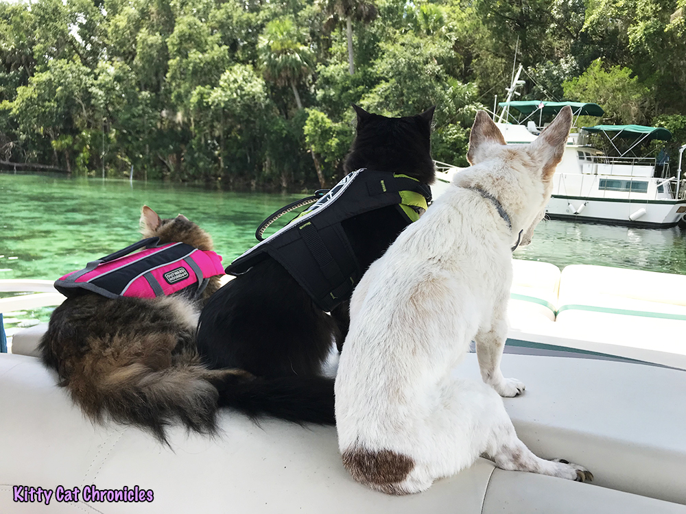 The KCC Adventure Team Tours the St. John's River & Silver Glen Springs - cats on a boat a Silver Glen Springs