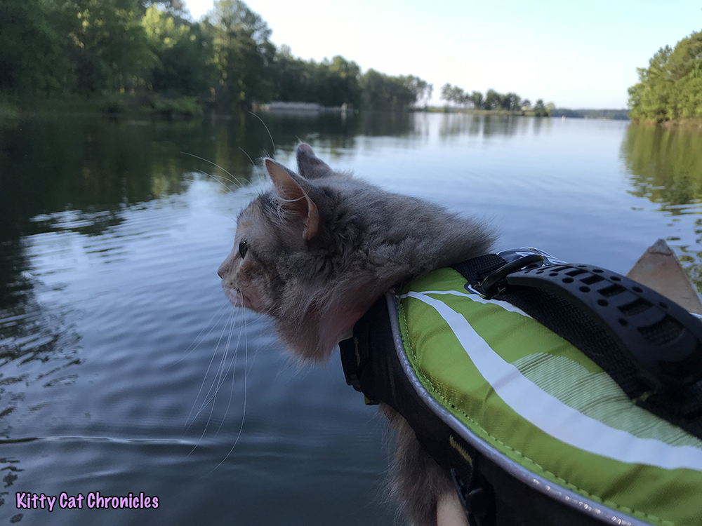 The KCC Adventure Team Canoes Lake Juliette - Sophie cat on canoe